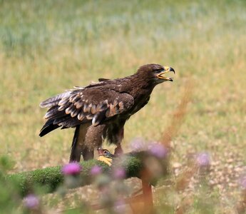 Nature bird prey photo