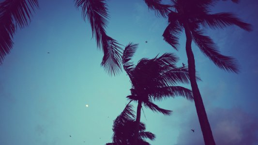 Palm trees, Moon, Isl