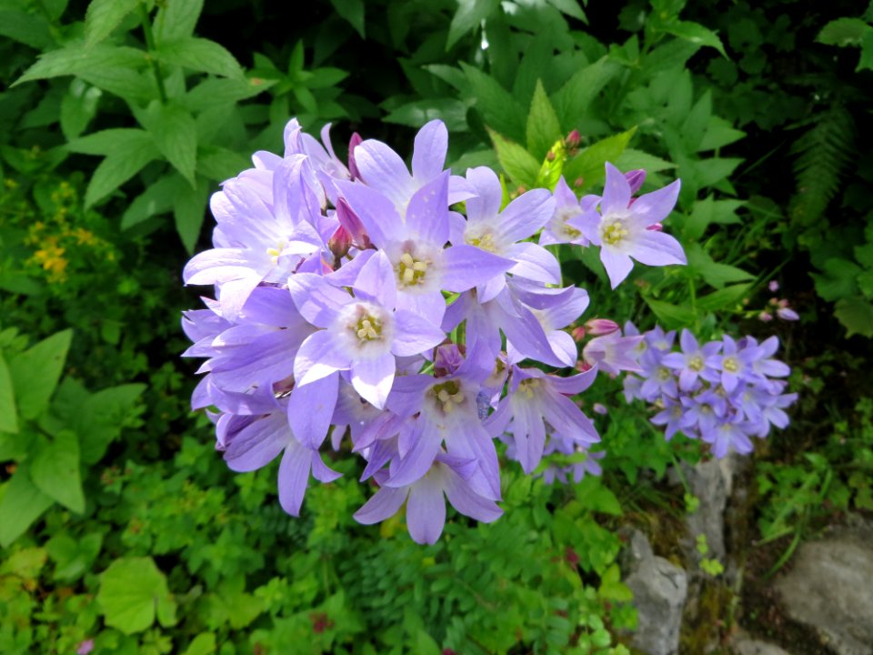 Irel, Galway, Outdoors