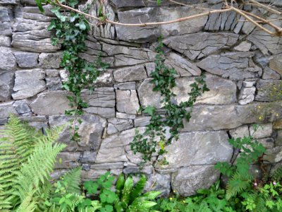 The burren, Irel, Ivy