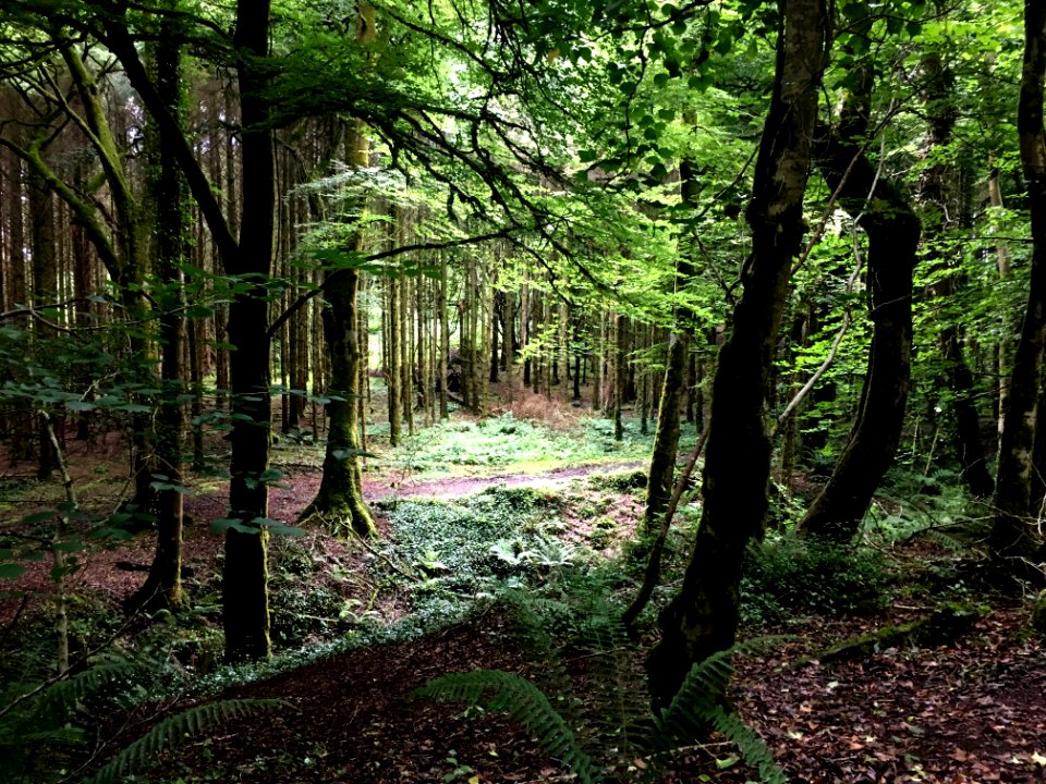 Cong, Irel, Trees