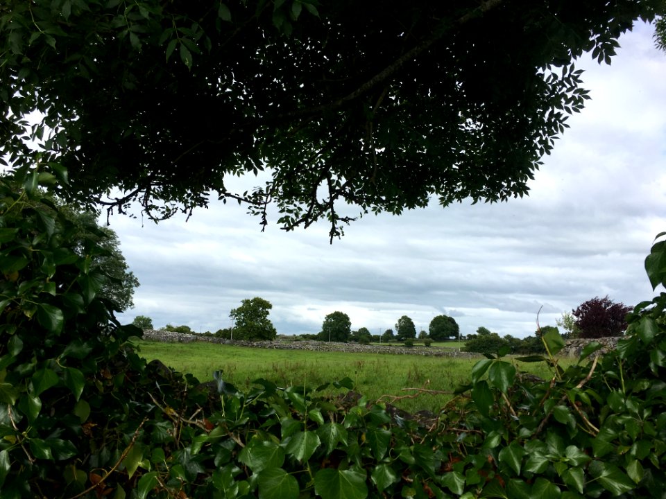 Irel, Grass, Field