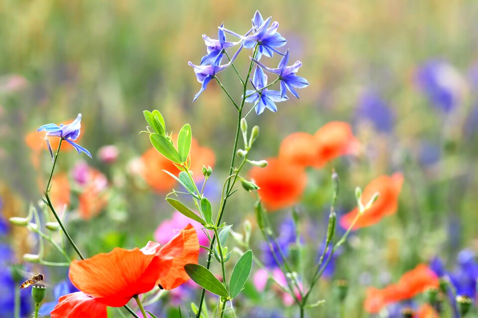 Delphinium consolida l poppy agriculture