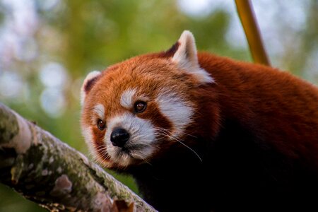 Bamboo mammal endangered photo