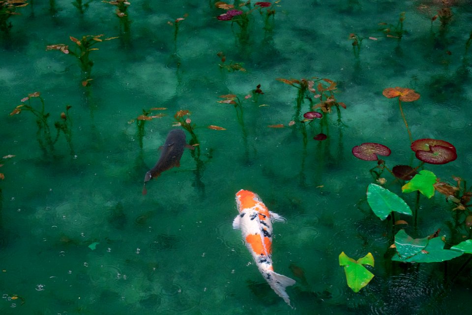 photo of two black, white, and orange koi fish