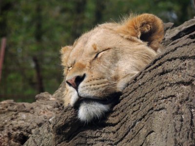 Longleat safari  adventure park, Warminster, United kingdom