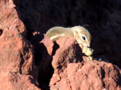 Canyon national park, United states, Animal