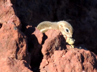 Canyon national park, United states, Animal photo