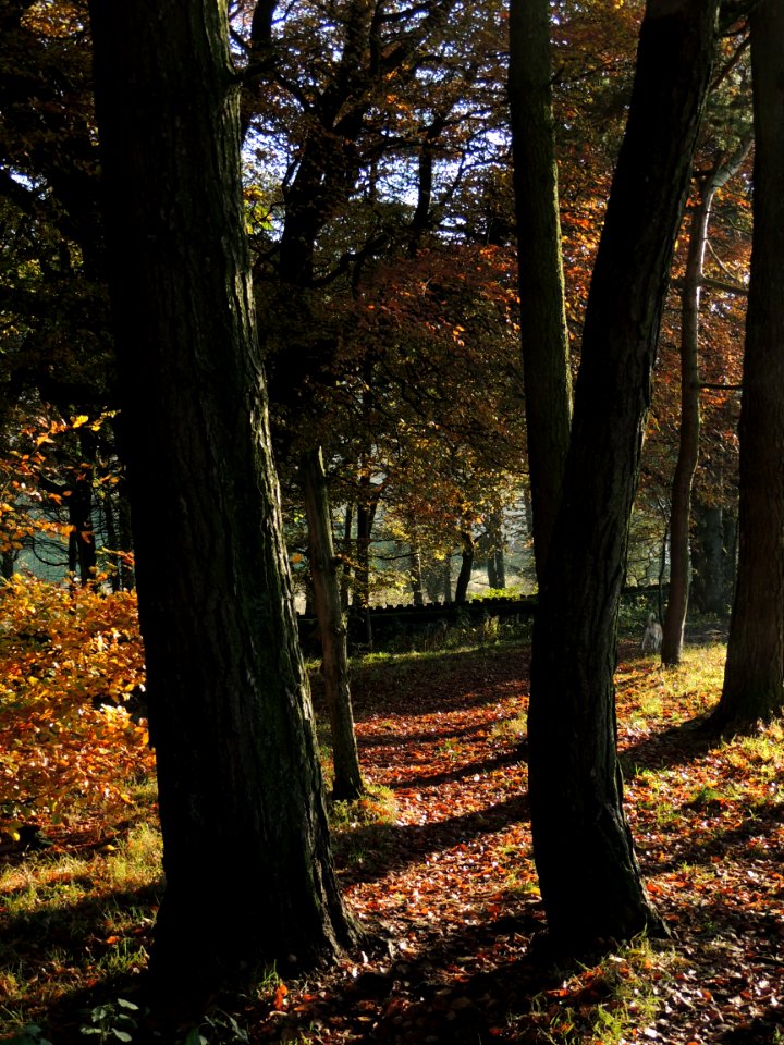 Calf hey reservoir, United kingdom, Woodl