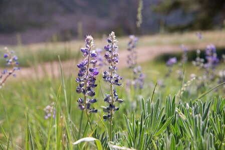 Flowers wyoming mountain