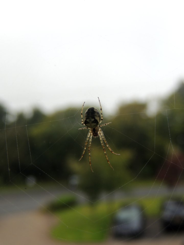 Ramsbottom, United kingdom, Web