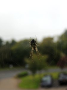 Ramsbottom, United kingdom, Web