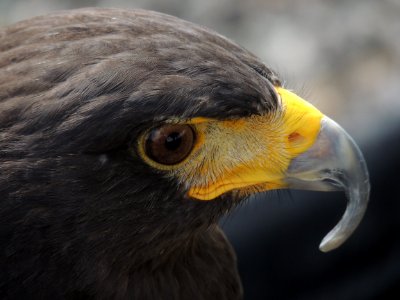 closeup photography of hawk photo