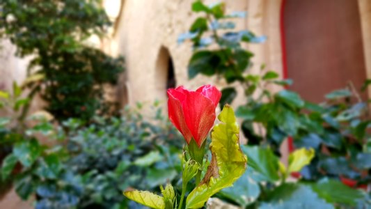 Mdina fortress, Mdina, Malta photo