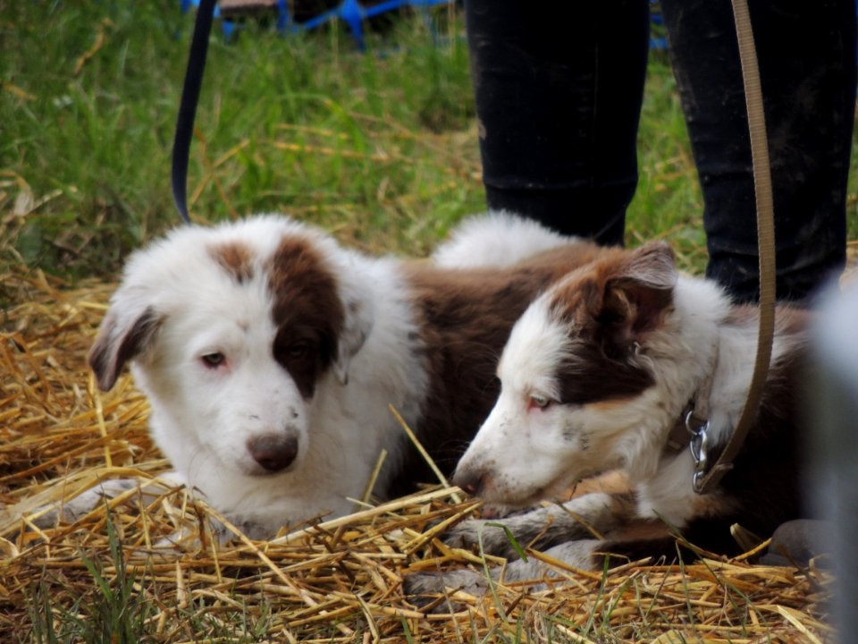 Bakewell, United kingdom, Animals
