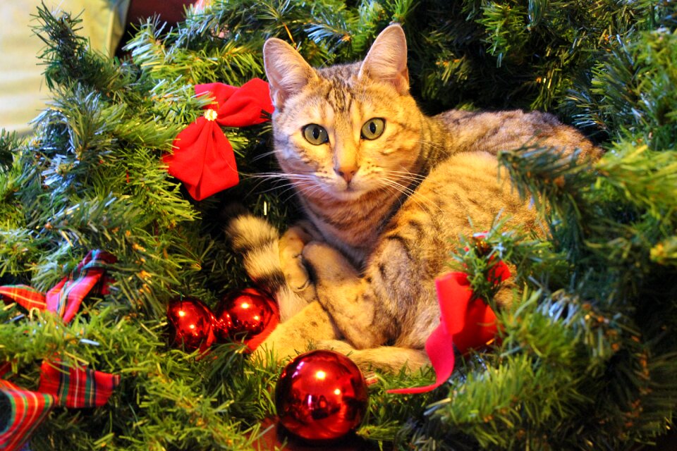 Christmas cat festive