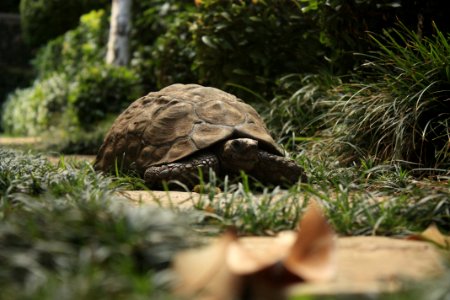 Nature, Animal, Shell