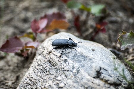 Nature insect animal