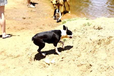 Lake, Park, French bulldogs photo