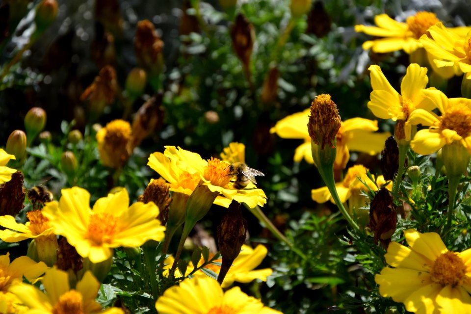 Summer, Nature, Palastgarten