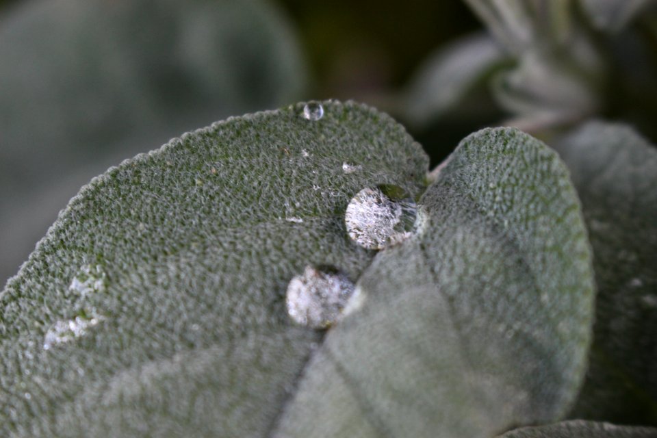 Drops, Water, Leaf