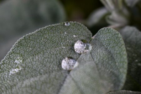 Drops, Water, Leaf