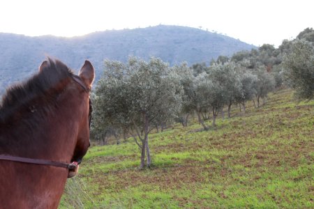 Lora, Spain, Horses photo