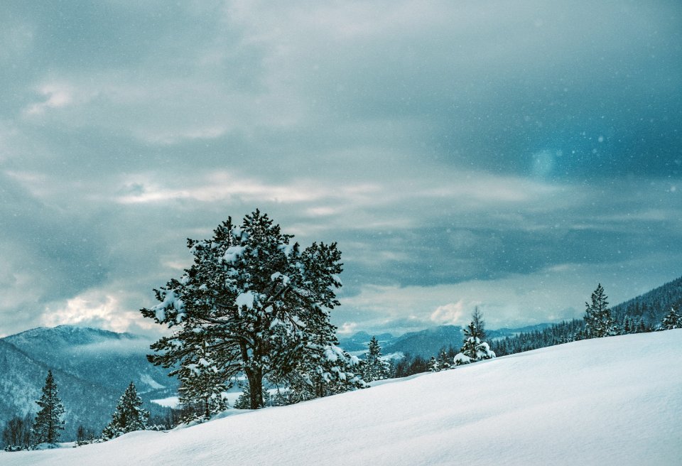 green leafed tree on snowfield under white cloudy sky at daytime photo