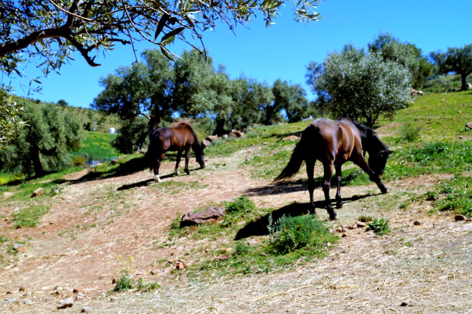 Horses, Spain