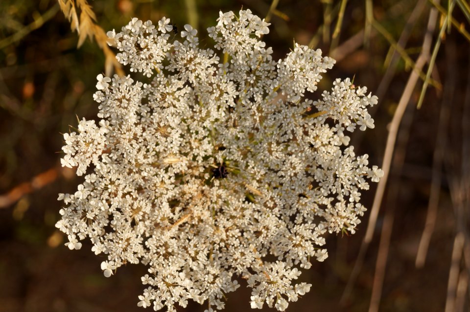 Wildflower