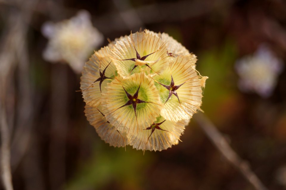 Flower, Dried, Dried flower art