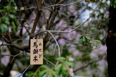 Kyoto, Japan