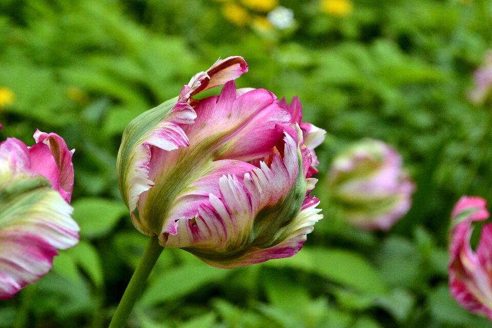 Spring flower tulip