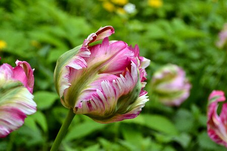 Spring flower tulip photo