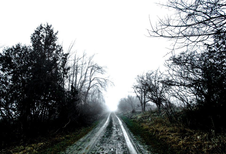 empty road surrounded by trees