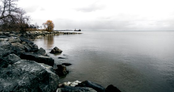 body of water beside bare tree