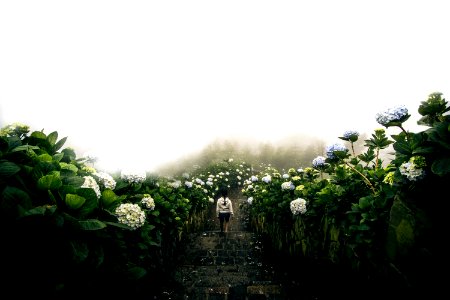 person in white jacket walking down inline of hydrangeas flower field photo