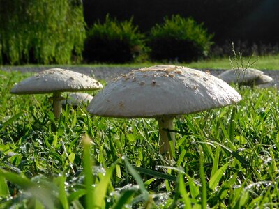 Morning green fungus