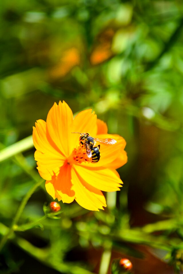 Pollen honey nature photo