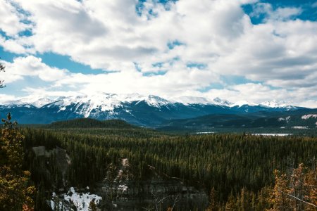 Pine tree, Pine, Mountains
