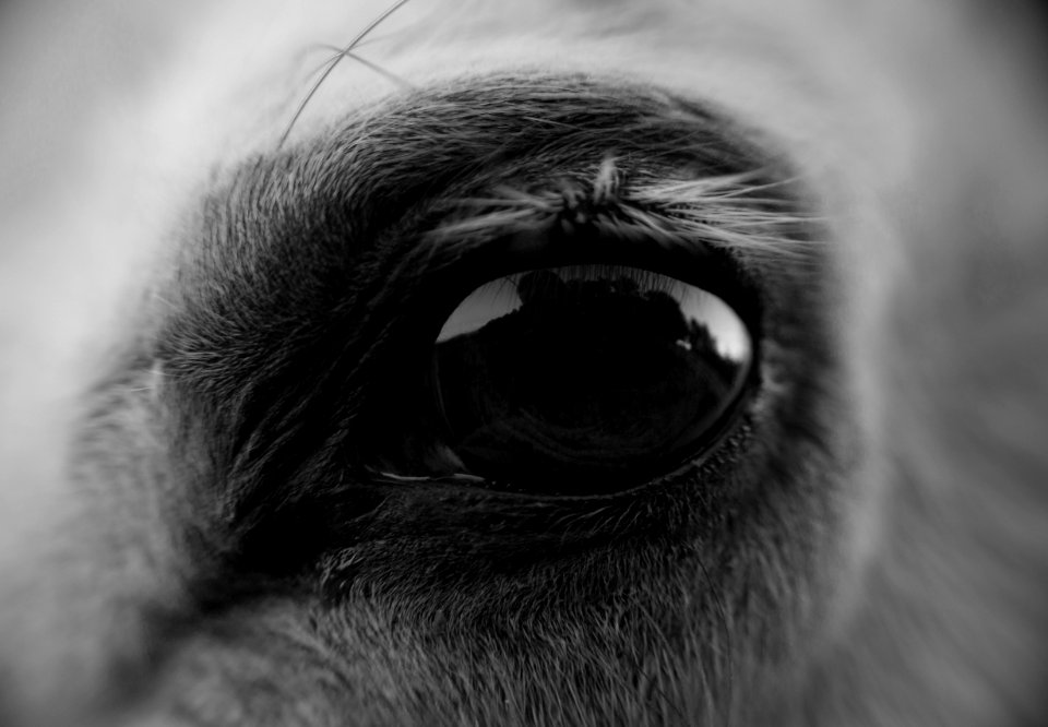 Cape girardeau, United states, Horse