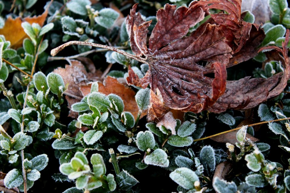 Brown, Green, Plants