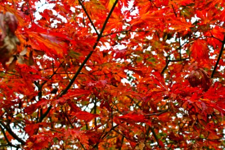 Orange, Nature, Autumn leaves