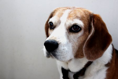 Animal, Doggo, Beagle photo
