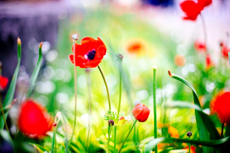 selective focus photography of red petaled flower