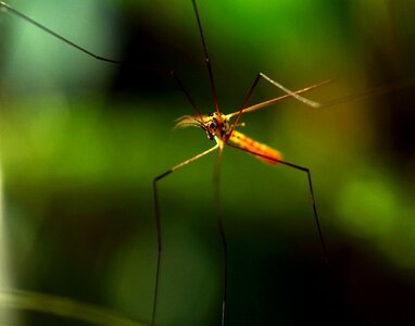 Sting close up mosquitoes photo