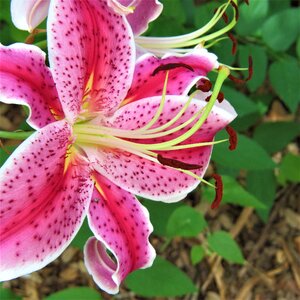 Lilly bloom colorful photo