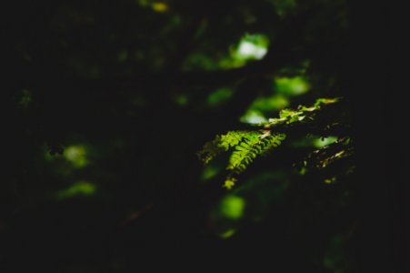 selective focus photography of fern plant photo