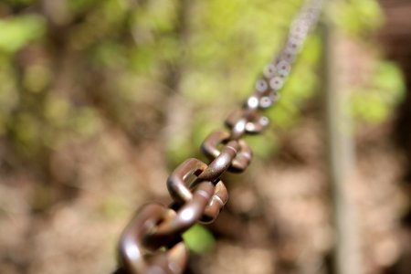 Forest, Trees, Chain