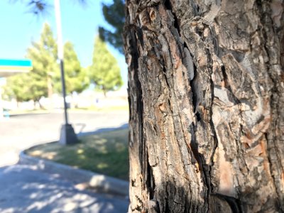 Las cruces, New mexico, United states